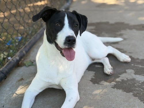 Photo of Scooby, adoptable Rat Terrier in Tulsa, Oklahoma