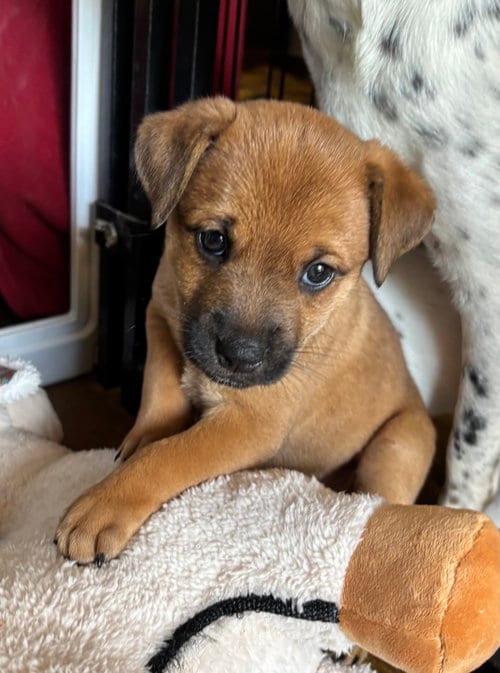 Photo of Riley, adoptable Australian Cattle Dog/Blue Heeler in Phoenix, Arizona