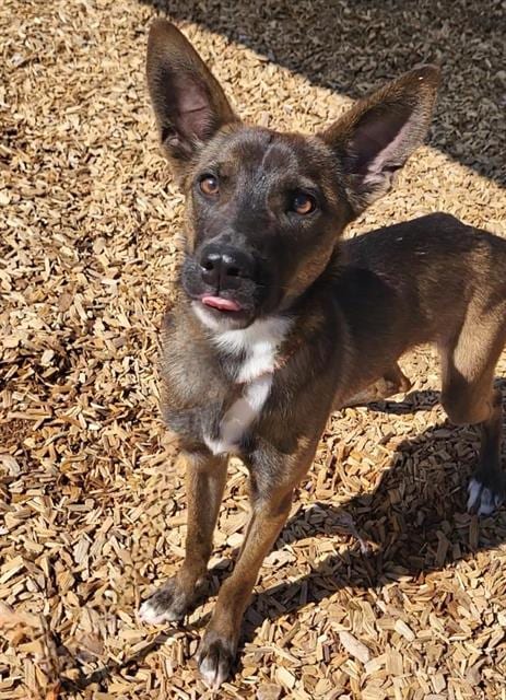 Photo of Blueberry, adoptable Belgian Shepherd Malinois in Albuquerque, New Mexico