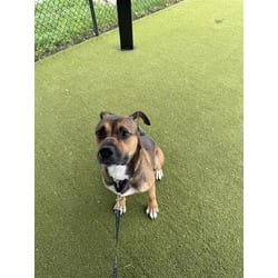 Photo of Frisbee, adoptable Mixed Breed (Medium) in New Castle, Delaware