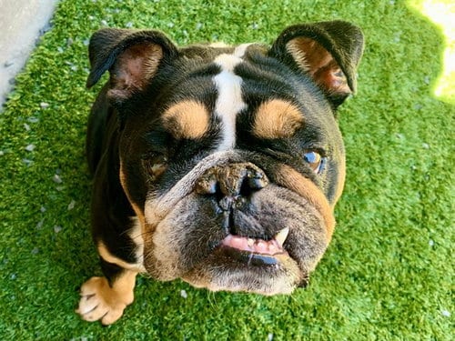 Photo of Rocky, adoptable English Bulldog in Moreno Valley, California