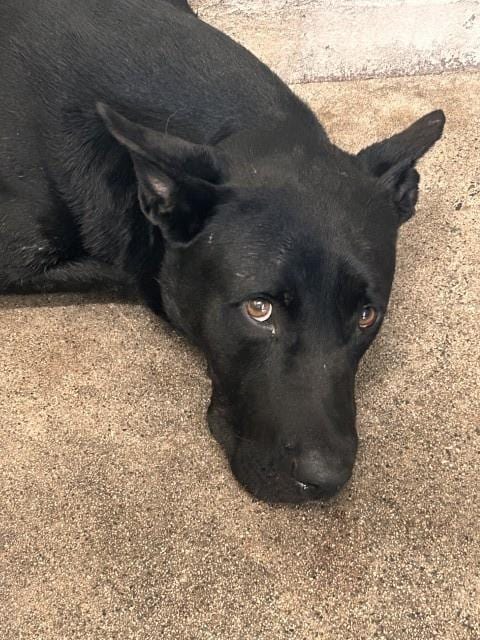 Photo of Cardamom, adoptable Pit Bull Terrier in San Bernardino, California