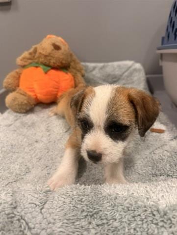 Photo of Bonnie, adoptable Terrier in San Martin, California