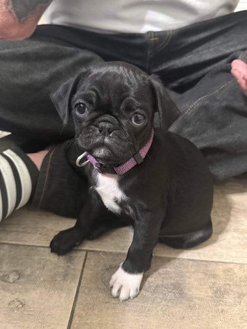 Photo of Peggy Sue, adoptable Pug in Agoura Hills, California