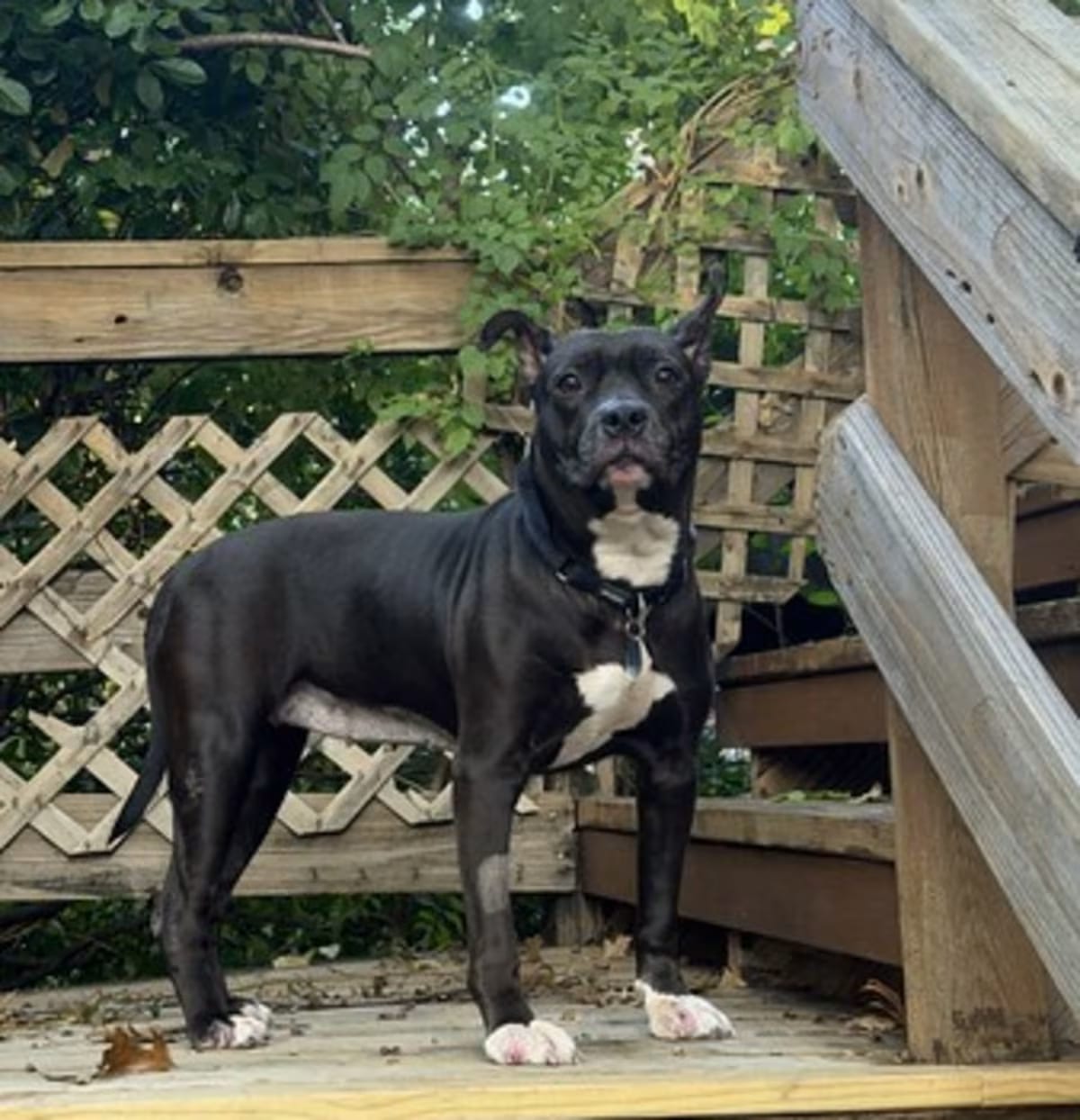 Photo of Raven, adoptable Mutt in New York, New York