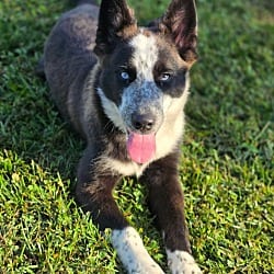 Photo of Gallagher, adoptable Husky Australian Cattle Dog in Greeneville, Tennessee