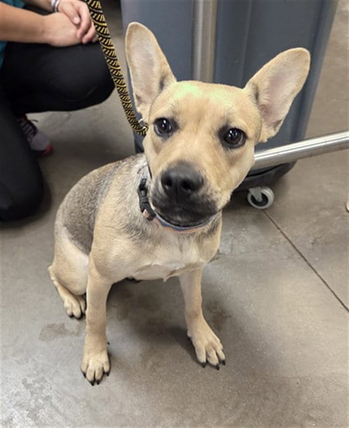 Photo of Alesana, adoptable German Shepherd Dog in Phoenix, Arizona