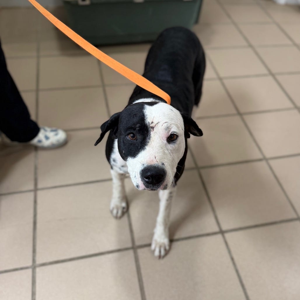 Photo of Lillith, adoptable Retriever, Labrador / Hound in Starkville, Mississippi