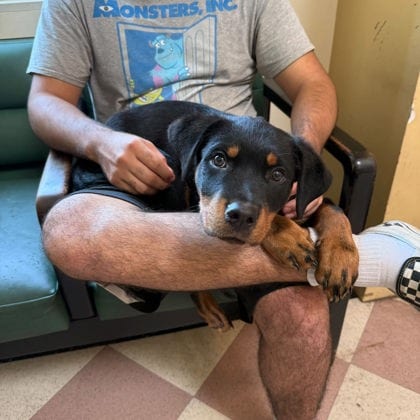 Photo of Balto, adoptable Rottweiler in Oakland, California