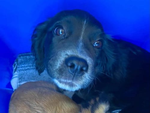 Photo of Cyborg, adoptable Cocker Spaniel in Orange, California