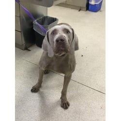 Photo of Mr. Grey, adoptable Weimaraner in Jurupa Valley, California