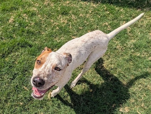 Photo of Arturo, adoptable Australian Cattle Dog/Blue Heeler in Plano, Texas