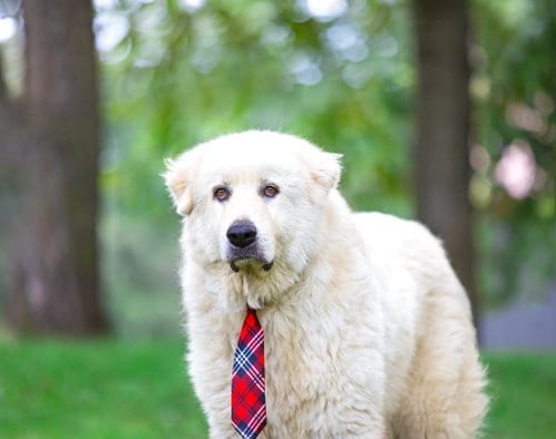 Photo of Magnus, adoptable Great Pyrenees in Unionville, Pennsylvania