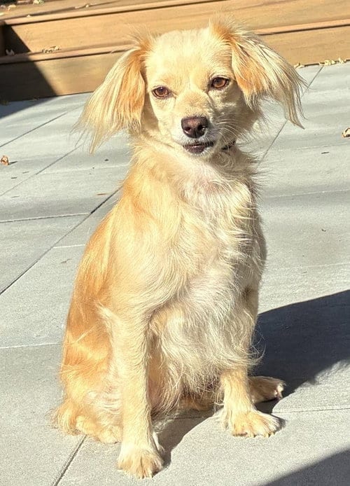 Photo of Etsy, adoptable Cavalier King Charles Spaniel in Romoland, California
