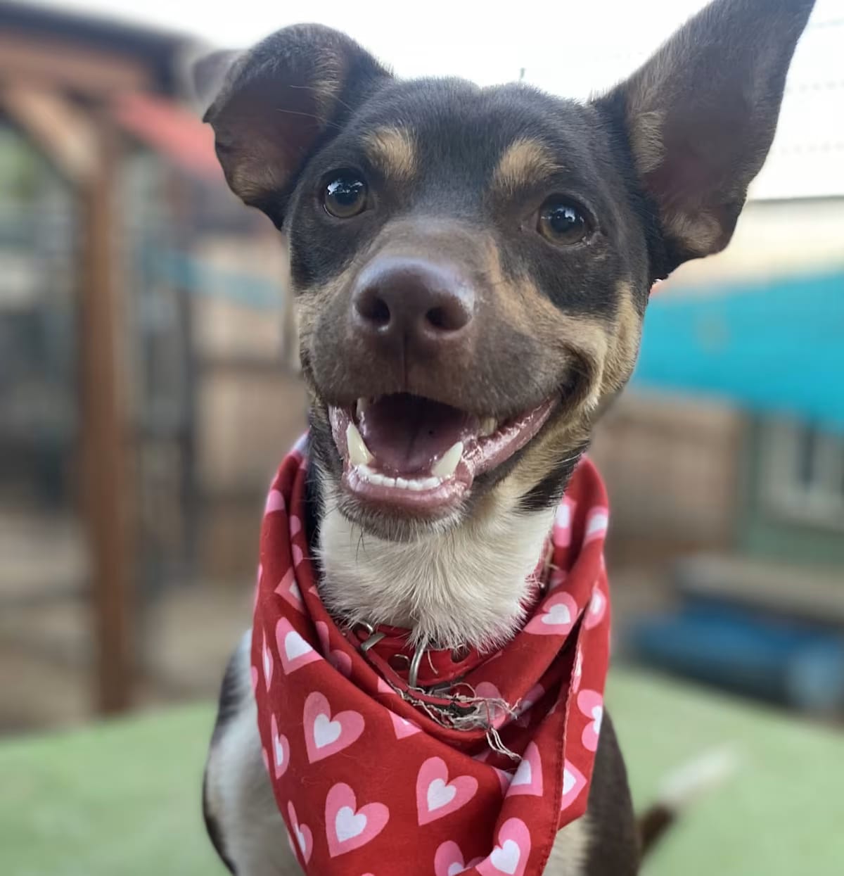 Photo of Patrick, adoptable Terrier (Unknown Type, Small)/Chihuahua in Burbank, California