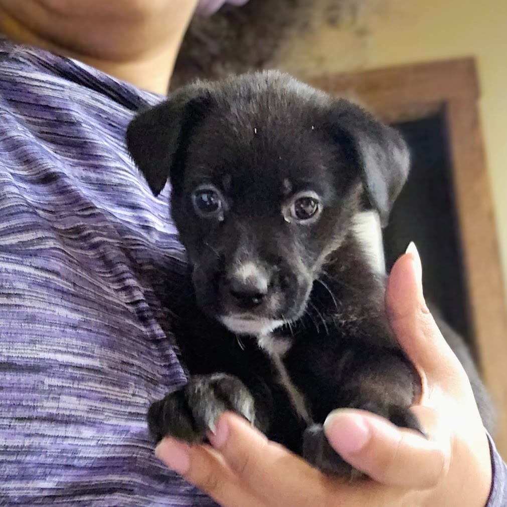 Photo of Doc, adoptable Mixed Breed in Douglasville, Georgia