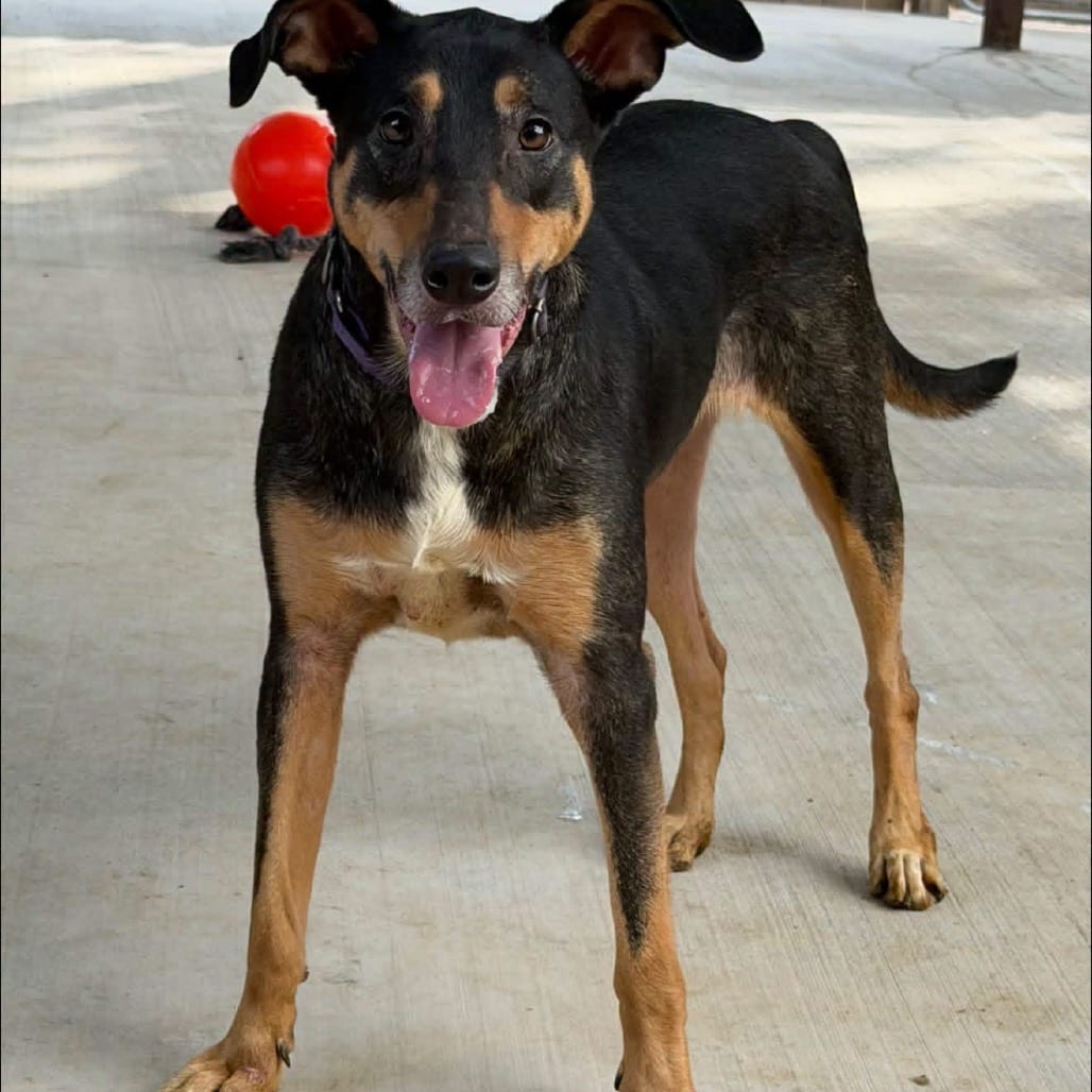 Photo of Milo, adoptable Terrier / Mix in Weatherford, Texas