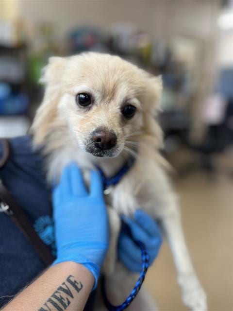 Photo of A275124, adoptable Pomeranian in Chula Vista, California