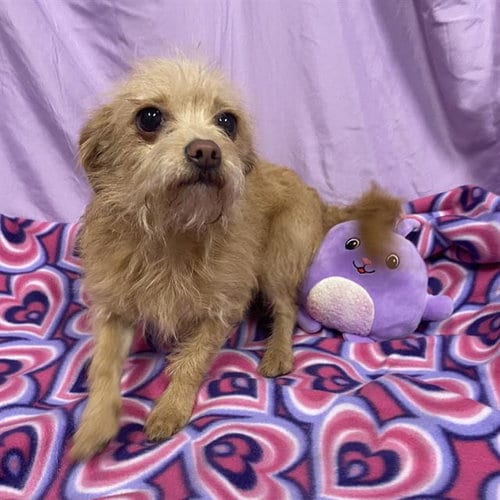 Photo of Nina, adoptable Norfolk Terrier in Modesto, California