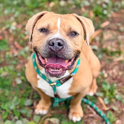 Photo of Dan, adoptable Pit Bull Terrier in Oakland, California