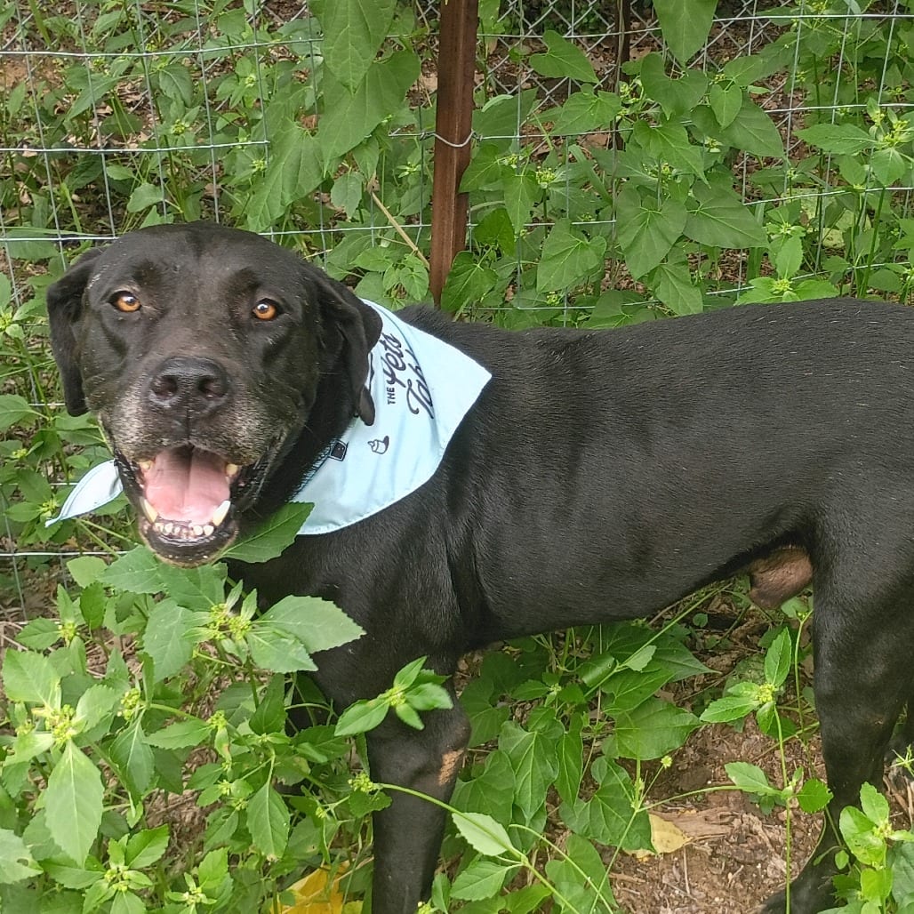 Photo of Clifford 25-09-121, adoptable Great Dane in Bastrop, Texas