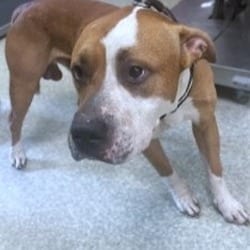 Photo of Thyme, adoptable American Pit Bull Terrier in Washington, District of Columbia