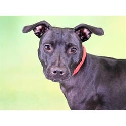 Photo of Venus, adoptable Labrador Retriever in Ft Lauderdale, Florida