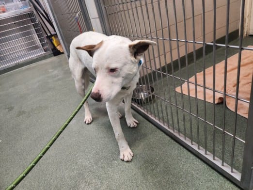 Photo of Senior Mixed Breed, adoptable Mixed Breed in Santa Fe, New Mexico