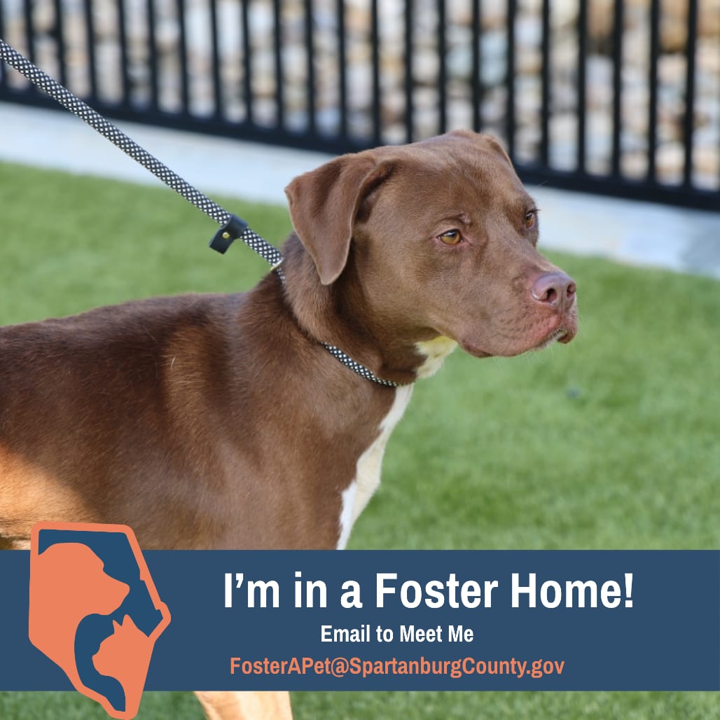 Photo of Oakley, adoptable Retriever, Chocolate Labrador / Mix in Spartanburg, South Carolina