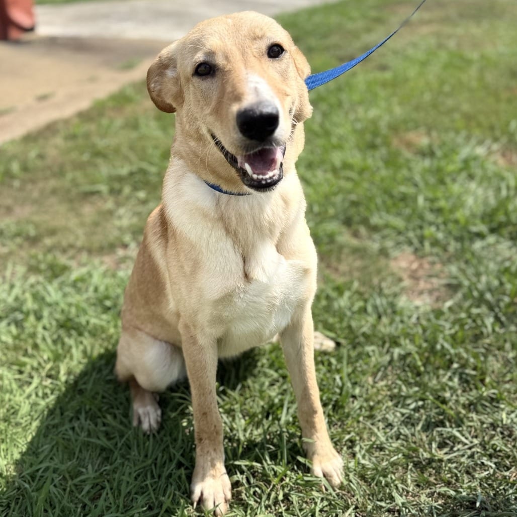 Photo of Bee, adoptable Mixed Breed (Medium) in Corinth, Mississippi