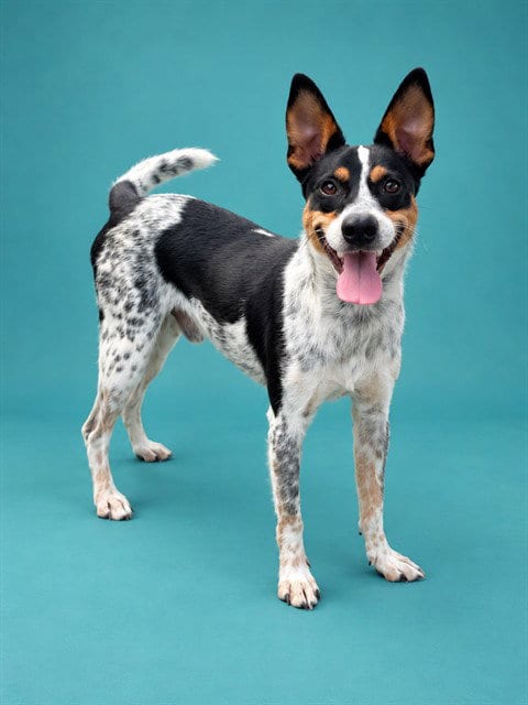 Photo of Chicken Nugget, adoptable Australian Cattle Dog/Blue Heeler in Pearland, Texas