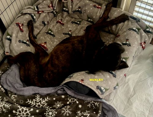 Photo of Huxley, adoptable Rottweiler in Woodland Hills, California