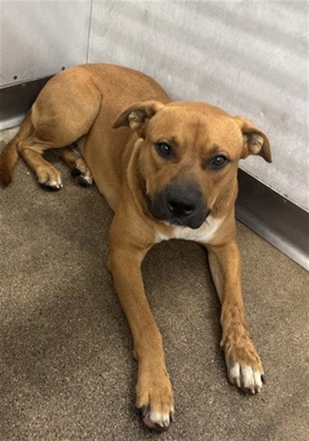 Photo of Raymond, adoptable Pit Bull Terrier in San Bernardino, California