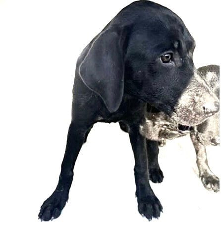 Photo of Pippa, adoptable Labrador Retriever in Houston, Texas