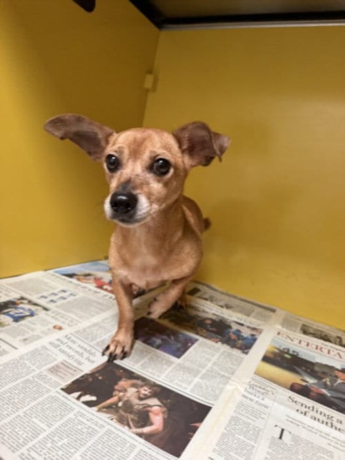 Photo of Pedro, adoptable Chihuahua in Los Angeles, California