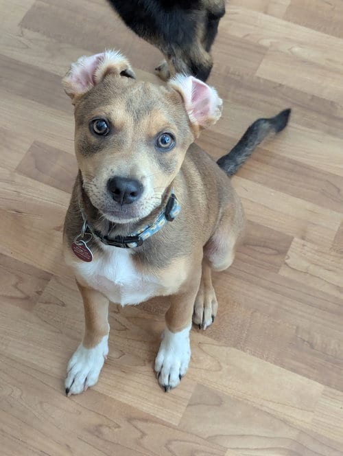 Photo of Macey, adoptable Mountain Cur in Nashville, Tennessee
