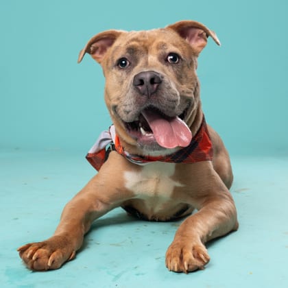 Photo of Bluey, adoptable dog in Atlanta, Georgia