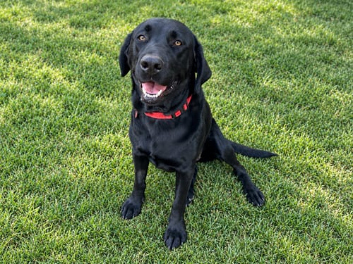 Photo of Cinderella, adoptable Labrador Retriever in Clovis, California