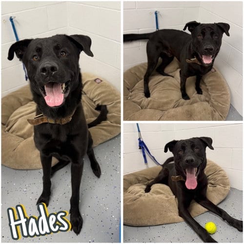Photo of Hades, adoptable Labrador Retriever in Pierceton, Indiana