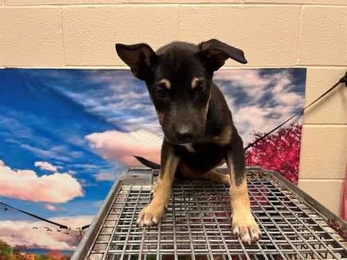 Photo of A554552, adoptable German Shepherd Dog in Moreno Valley, California
