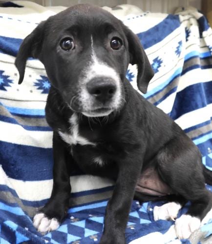 Photo of Medora, adoptable Labrador Retriever in Thief River Falls, Minnesota
