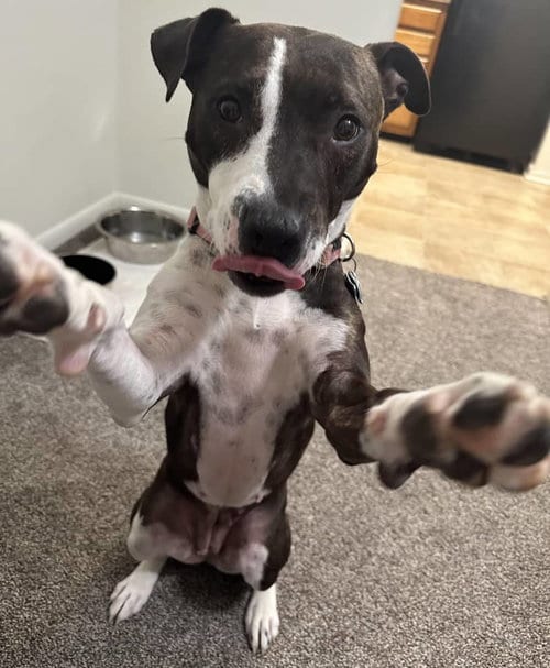Photo of Zelda, adoptable Pit Bull Terrier in Columbia, Maryland