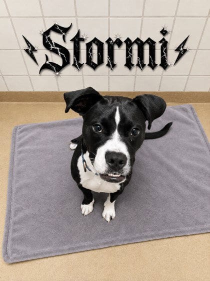 Photo of Stormi, adoptable American Pit Bull Terrier in Derwood, Maryland