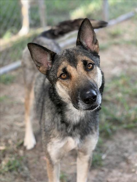 Photo of Marigold, adoptable German Shepherd Dog in Houston, Texas