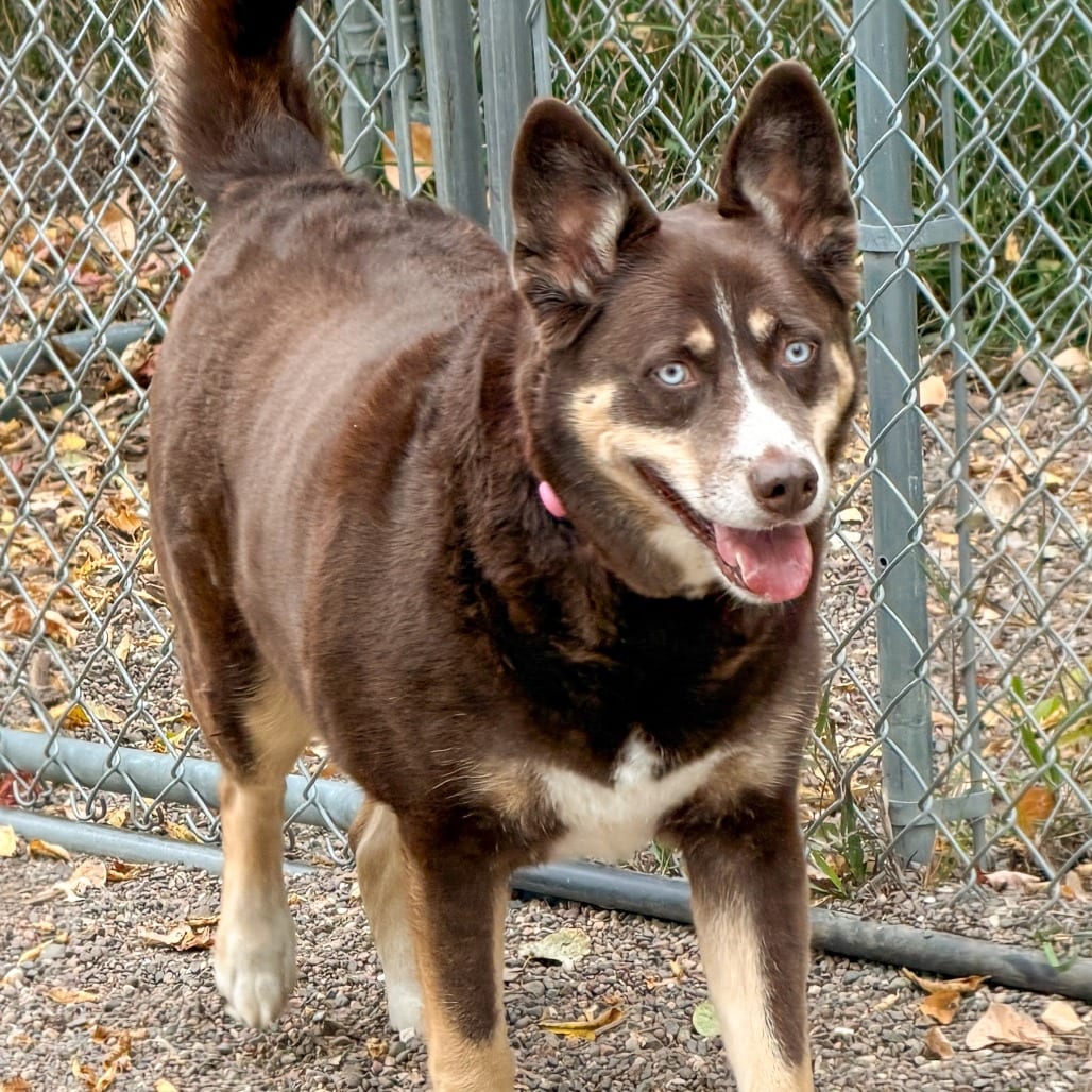 Photo of Gypsum, adoptable Mixed Breed (Large) in St. Cloud, Minnesota