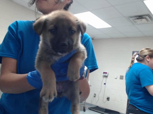 Photo of A434587, adoptable German Shepherd Dog in Fayetteville, North Carolina