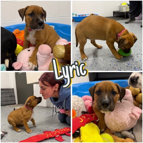 Photo of Lyric, adoptable Affenpinscher in Pierceton, Indiana