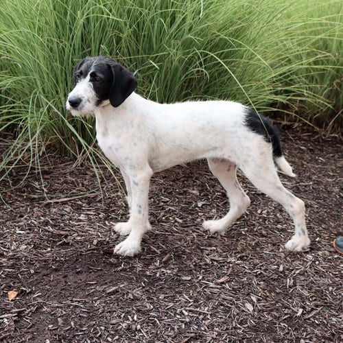 Photo of Wirehaired Terrier Luna, adoptable Terrier in Chantilly, Virginia