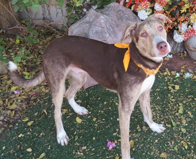 Photo of Denny, adoptable Labrador Retriever mix in Oklahoma City, Oklahoma