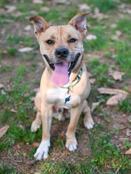 Photo of Maximillian, adoptable dog in Chamblee, Georgia